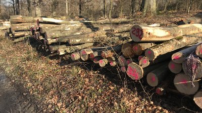 Die Brennholzsaison findet erneut digital statt